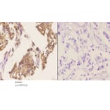 Anti-PRKX Antibody from Bioworld Technology (BS5865) - Antibodies.com