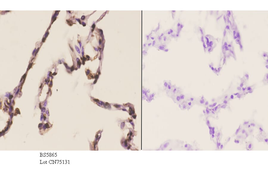 Anti-PRKX Antibody from Bioworld Technology (BS5865) - Antibodies.com