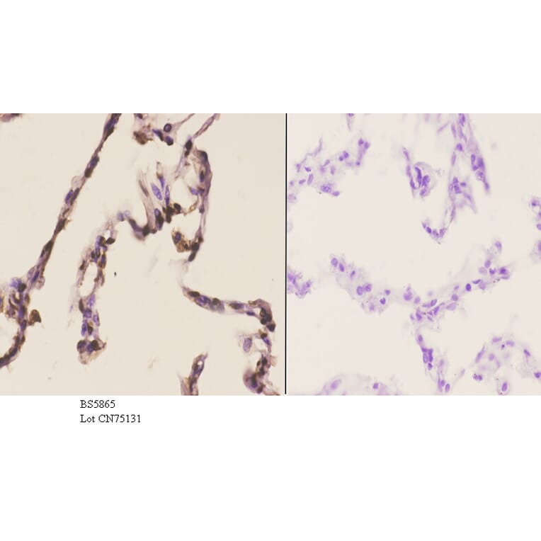 Anti-PRKX Antibody from Bioworld Technology (BS5865) - Antibodies.com