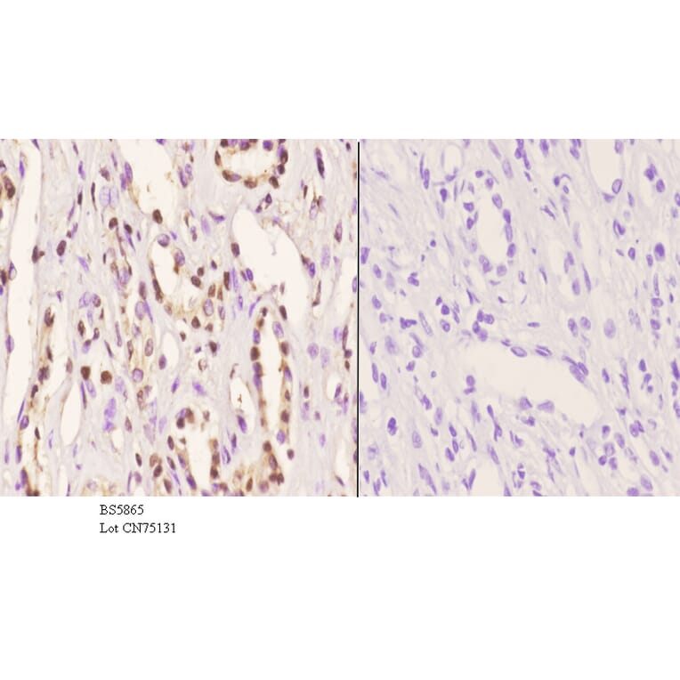 Anti-PRKX Antibody from Bioworld Technology (BS5865) - Antibodies.com
