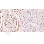 Anti-PRKX Antibody from Bioworld Technology (BS5865) - Antibodies.com