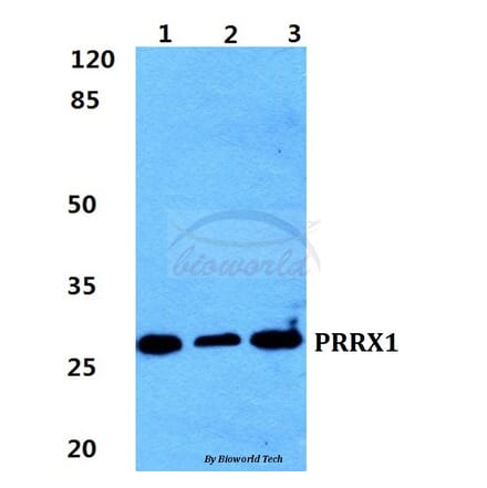 Anti-PRRX1 Antibody from Bioworld Technology (BS5867) - Antibodies.com