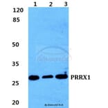 Anti-PRRX1 Antibody from Bioworld Technology (BS5867) - Antibodies.com