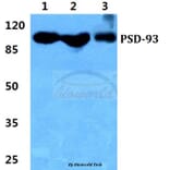 Anti-PSD-93 Antibody from Bioworld Technology (BS5868) - Antibodies.com