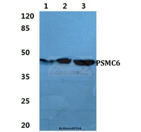 Anti-PSMC6 Antibody from Bioworld Technology (BS5869) - Antibodies.com