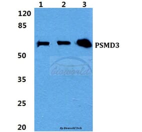 Anti-PSMD3 Antibody from Bioworld Technology (BS5870) - Antibodies.com