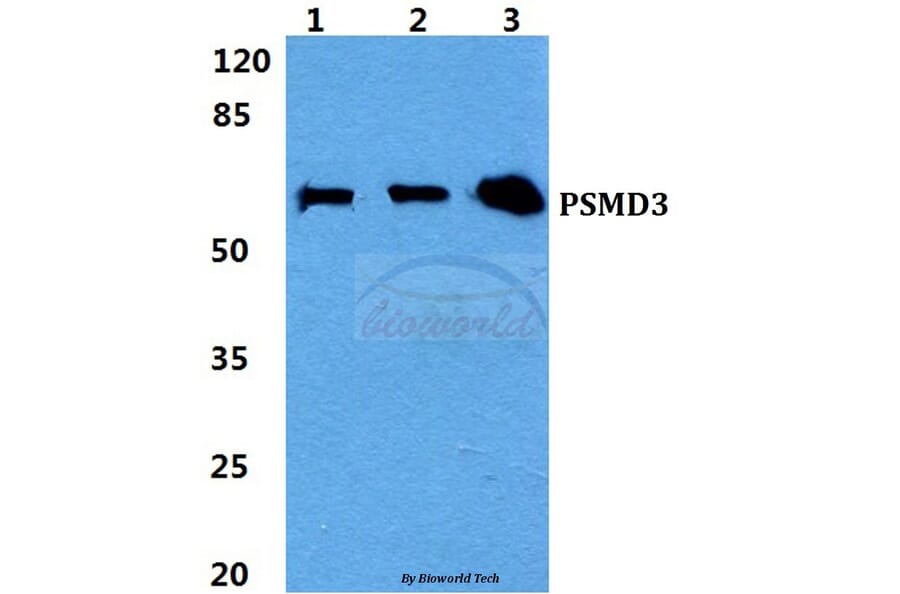 Anti-PSMD3 Antibody from Bioworld Technology (BS5870) - Antibodies.com