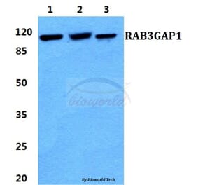 Anti-RAB3GAP1 Antibody from Bioworld Technology (BS5874) - Antibodies.com