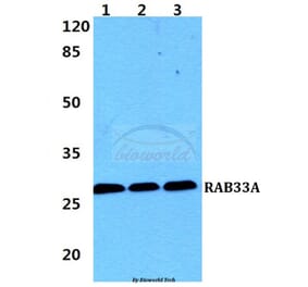 Anti-RAB33A Antibody from Bioworld Technology (BS5876) - Antibodies.com