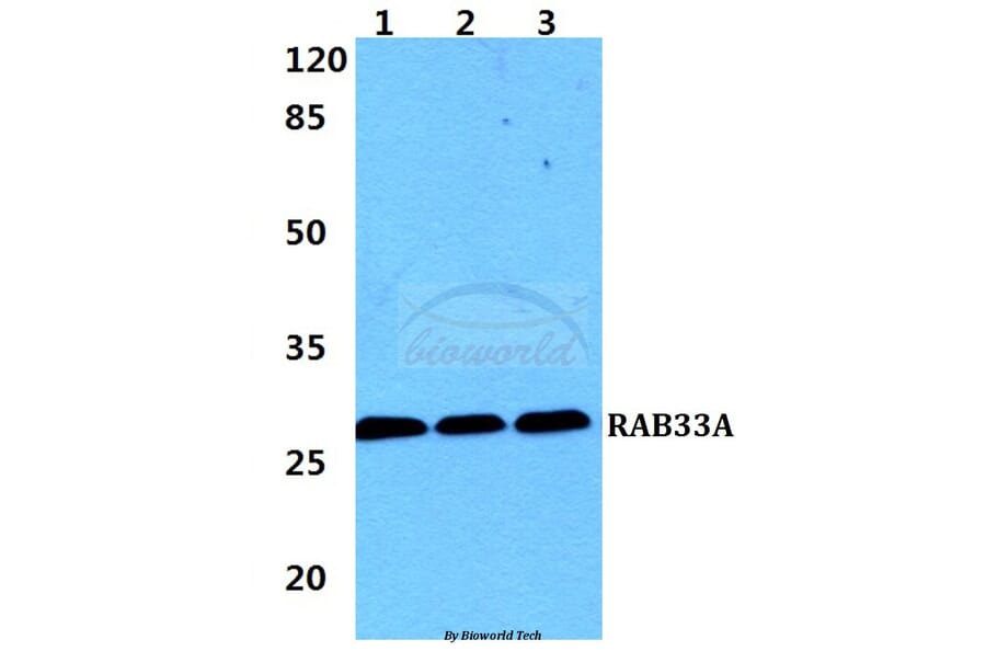 Anti-RAB33A Antibody from Bioworld Technology (BS5876) - Antibodies.com