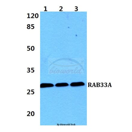 Anti-RAB33A Antibody from Bioworld Technology (BS5876) - Antibodies.com