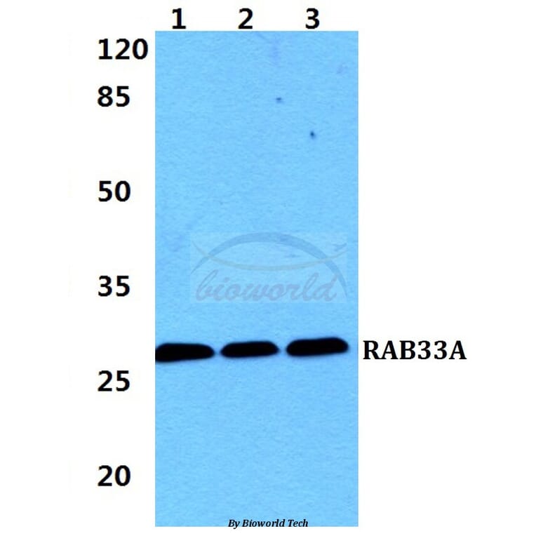 Anti-RAB33A Antibody from Bioworld Technology (BS5876) - Antibodies.com