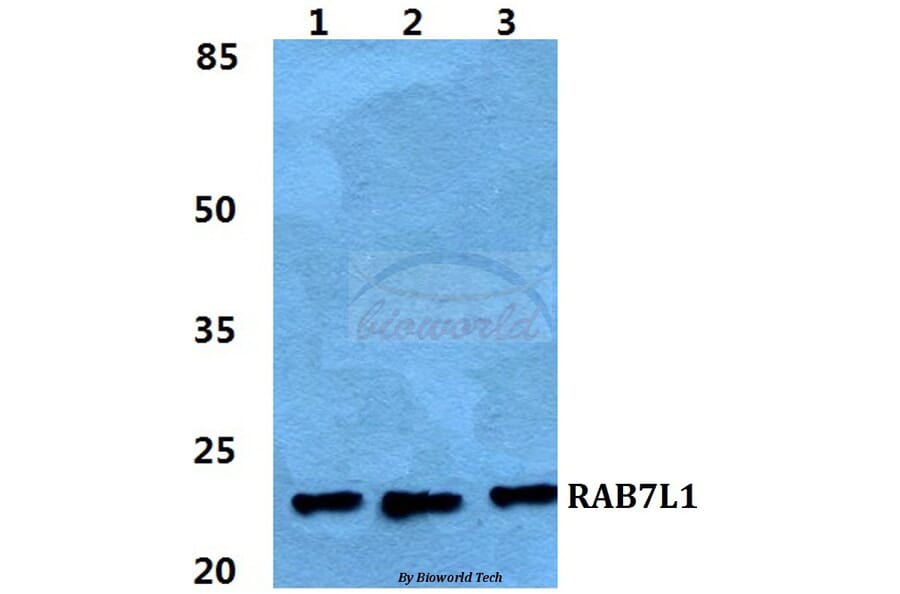 Anti-RAB7L1 Antibody from Bioworld Technology (BS5879) - Antibodies.com