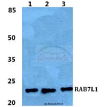Anti-RAB7L1 Antibody from Bioworld Technology (BS5879) - Antibodies.com