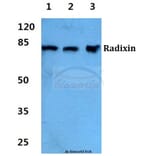 Anti-Radixin Antibody from Bioworld Technology (BS5880) - Antibodies.com