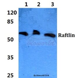 Anti-Raftlin Antibody from Bioworld Technology (BS5881) - Antibodies.com