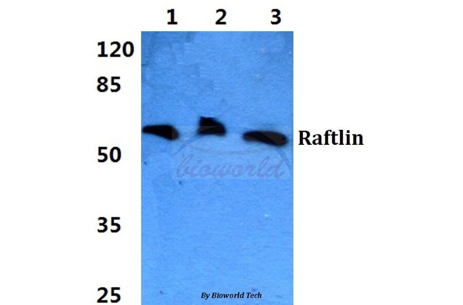 Anti-Raftlin Antibody from Bioworld Technology (BS5881) - Antibodies.com