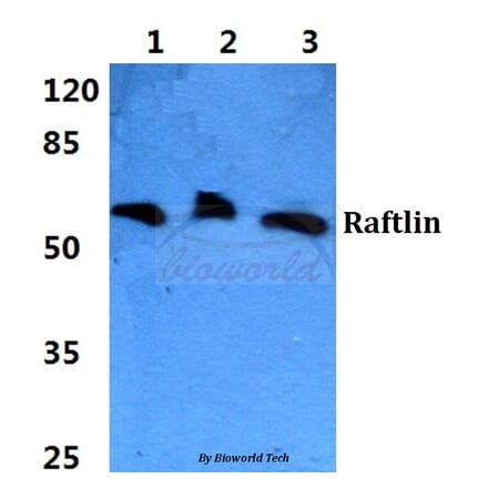 Anti-Raftlin Antibody from Bioworld Technology (BS5881) - Antibodies.com
