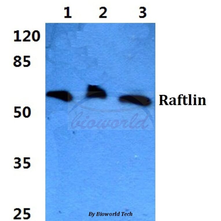 Anti-Raftlin Antibody from Bioworld Technology (BS5881) - Antibodies.com