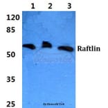 Anti-Raftlin Antibody from Bioworld Technology (BS5881) - Antibodies.com