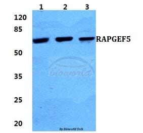 Anti-RAPGEF5 Antibody from Bioworld Technology (BS5890) - Antibodies.com