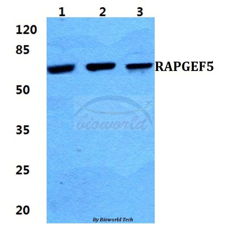 Anti-RAPGEF5 Antibody from Bioworld Technology (BS5890) - Antibodies.com