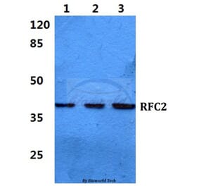 Anti-RFC2 Antibody from Bioworld Technology (BS5892) - Antibodies.com