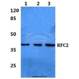 Anti-RFC2 Antibody from Bioworld Technology (BS5892) - Antibodies.com