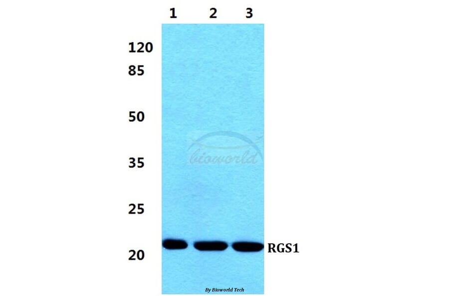 Anti-RGS1 Antibody from Bioworld Technology (BS5894) - Antibodies.com