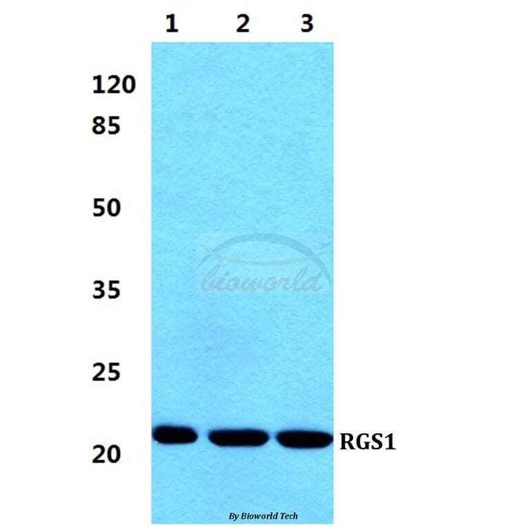 Anti-RGS1 Antibody from Bioworld Technology (BS5894) - Antibodies.com