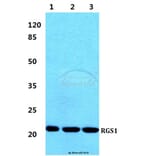 Anti-RGS1 Antibody from Bioworld Technology (BS5894) - Antibodies.com