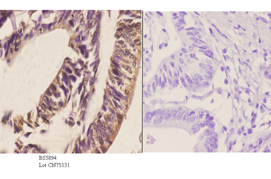 Anti-RGS1 Antibody from Bioworld Technology (BS5894) - Antibodies.com