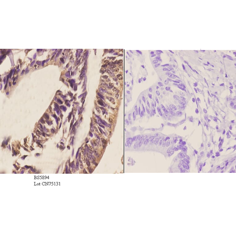 Anti-RGS1 Antibody from Bioworld Technology (BS5894) - Antibodies.com