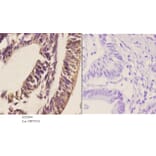 Anti-RGS1 Antibody from Bioworld Technology (BS5894) - Antibodies.com