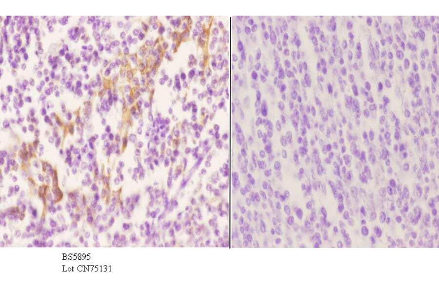 Anti-RGS10 Antibody from Bioworld Technology (BS5895) - Antibodies.com