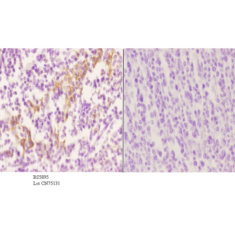 Anti-RGS10 Antibody from Bioworld Technology (BS5895) - Antibodies.com