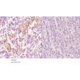 Anti-RGS10 Antibody from Bioworld Technology (BS5895) - Antibodies.com