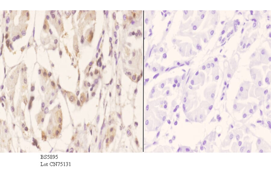 Anti-RGS10 Antibody from Bioworld Technology (BS5895) - Antibodies.com