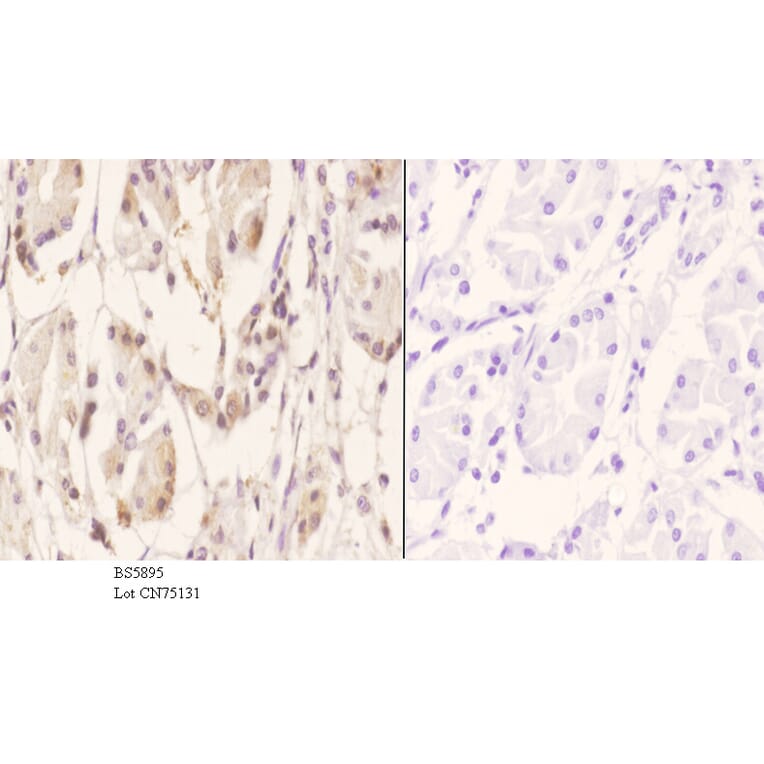Anti-RGS10 Antibody from Bioworld Technology (BS5895) - Antibodies.com