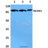 Anti-Microcephalin Antibody from Bioworld Technology (BS5900) - Antibodies.com