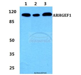 Anti-ARHGEF1 Antibody from Bioworld Technology (BS5901) - Antibodies.com