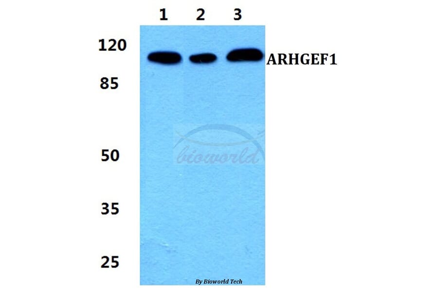 Anti-ARHGEF1 Antibody from Bioworld Technology (BS5901) - Antibodies.com
