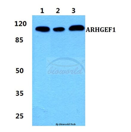 Anti-ARHGEF1 Antibody from Bioworld Technology (BS5901) - Antibodies.com