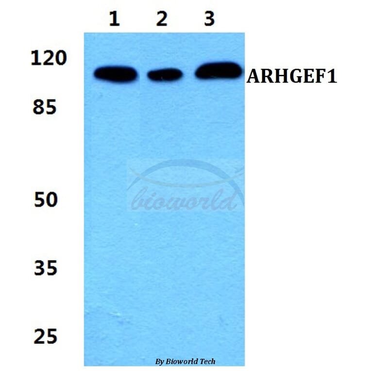 Anti-ARHGEF1 Antibody from Bioworld Technology (BS5901) - Antibodies.com