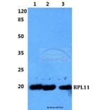 Anti-RPL11 Antibody from Bioworld Technology (BS5902) - Antibodies.com