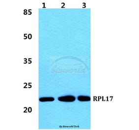 Anti-RPL17 Antibody from Bioworld Technology (BS5903) - Antibodies.com
