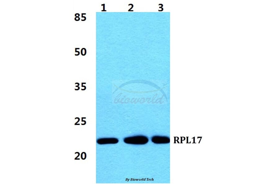 Anti-RPL17 Antibody from Bioworld Technology (BS5903) - Antibodies.com