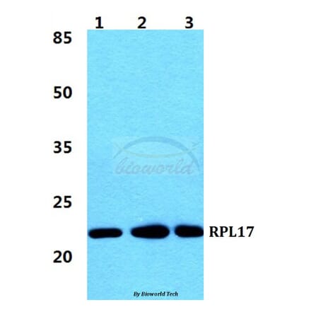 Anti-RPL17 Antibody from Bioworld Technology (BS5903) - Antibodies.com