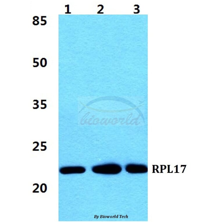 Anti-RPL17 Antibody from Bioworld Technology (BS5903) - Antibodies.com