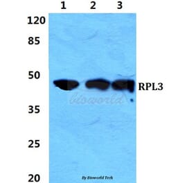 Anti-RPL3 Antibody from Bioworld Technology (BS5904) - Antibodies.com